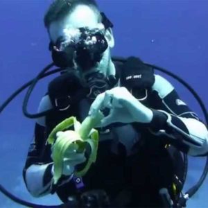 Faut-il manger avant de plonger