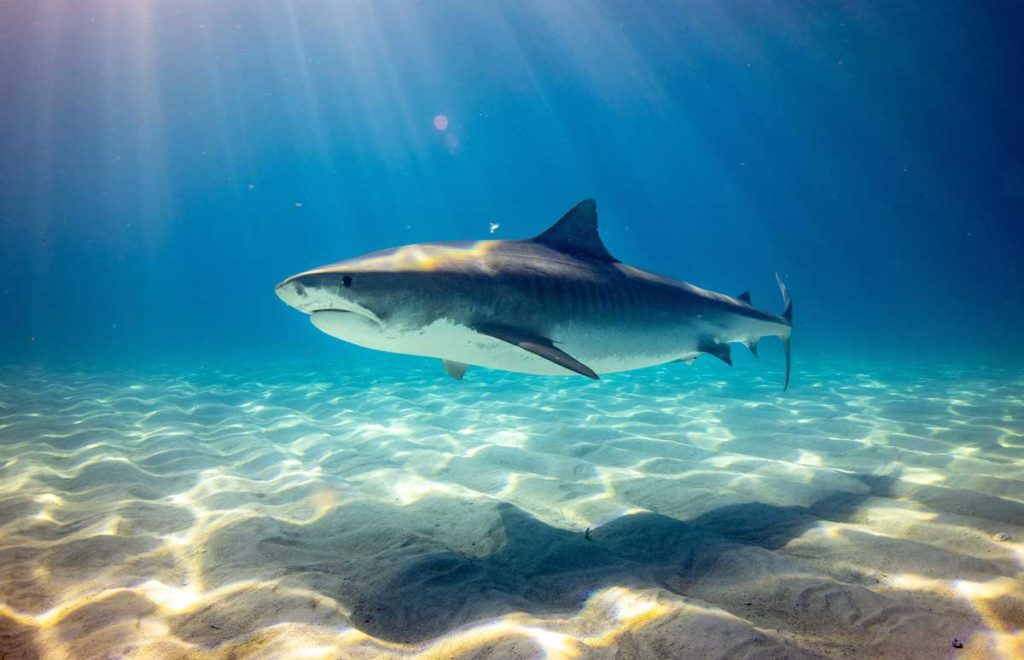 Requin - Plongée durant ses menstruations